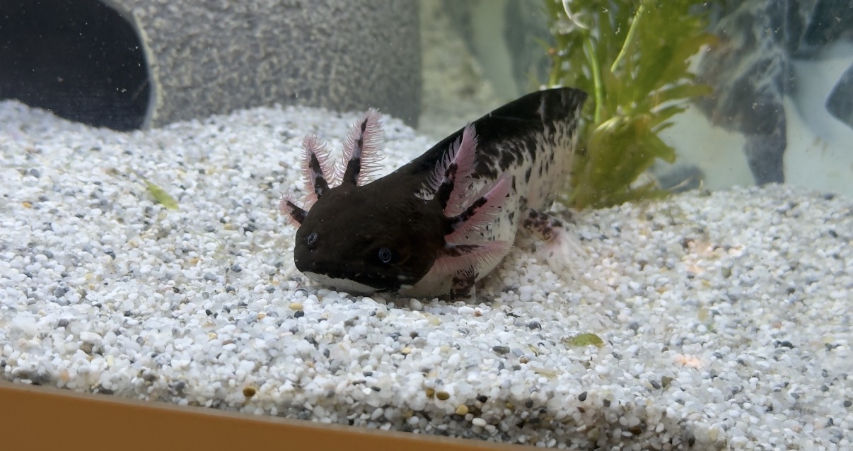 8 Axolotl suchen ein neues Zuhause