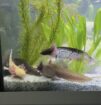 8 Axolotl suchen ein neues Zuhause