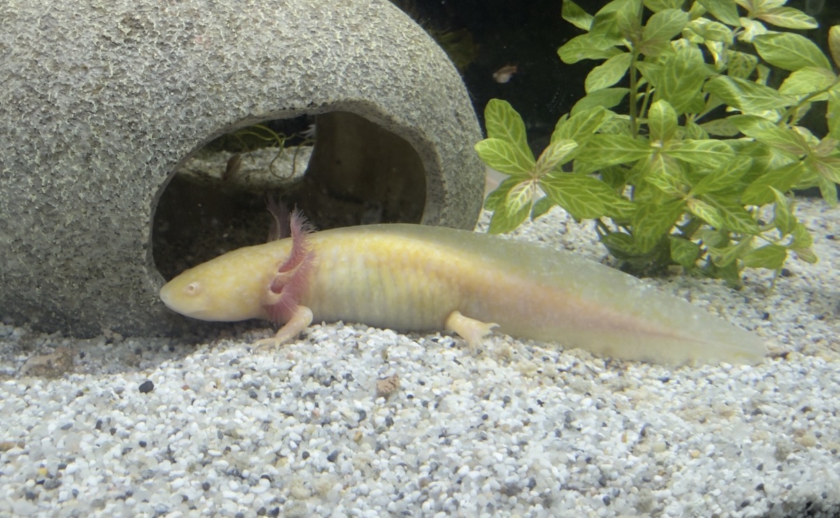 8 Axolotl suchen ein neues Zuhause