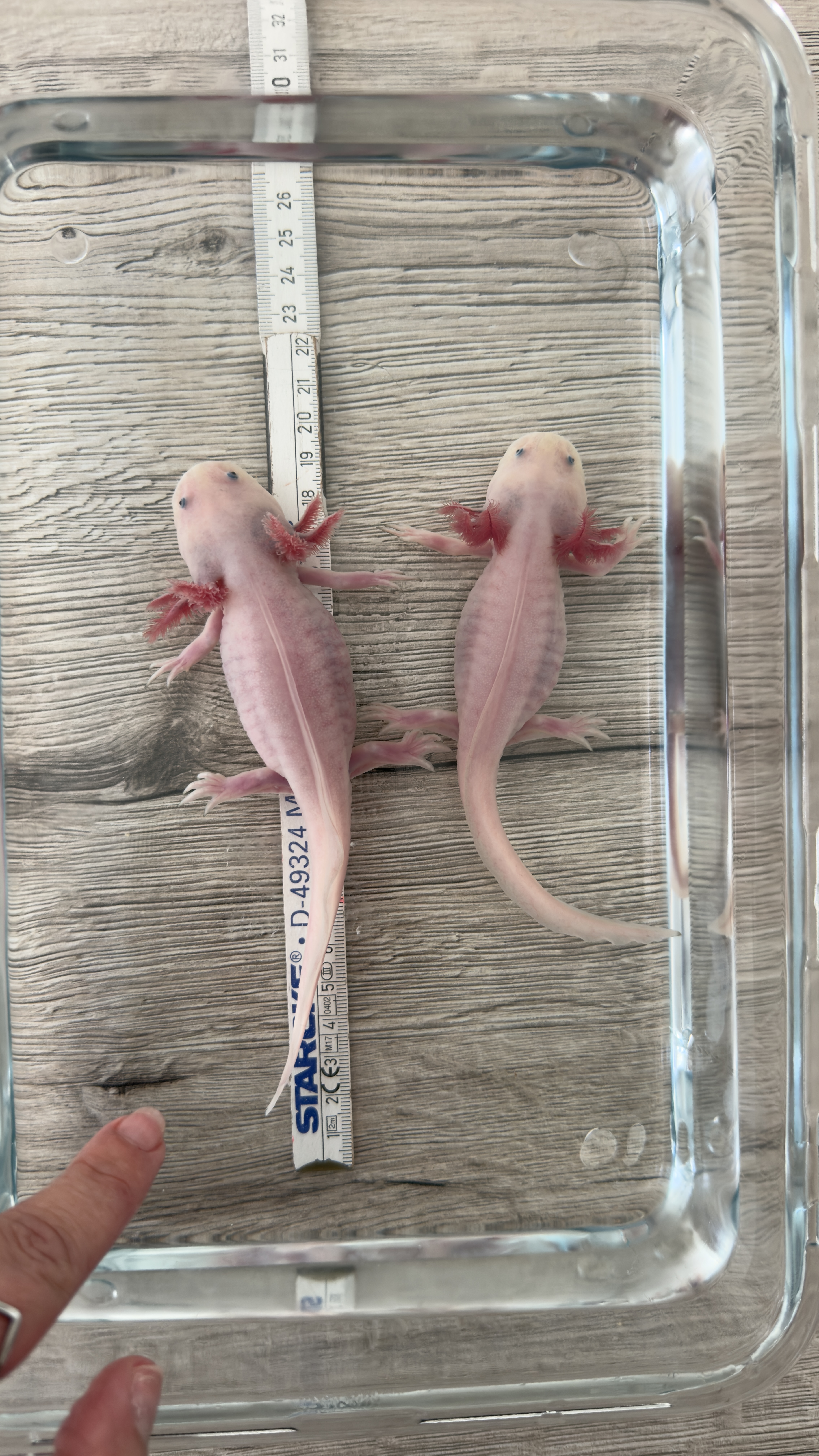 4 von 8 Axolotl suchen ein neues Zuhause