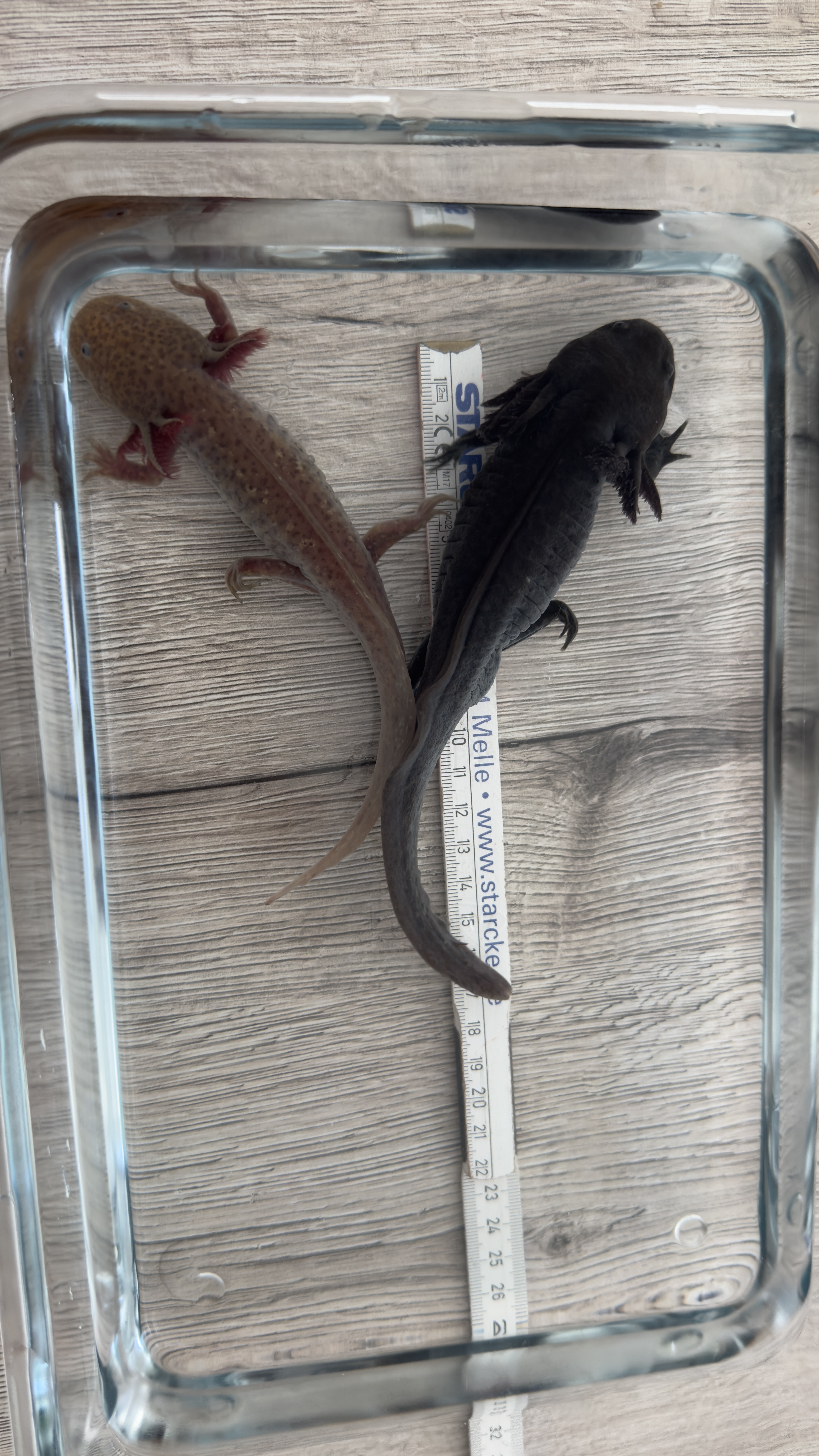4 von 8 Axolotl suchen ein neues Zuhause