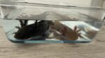 4 von 8 Axolotl suchen ein neues Zuhause