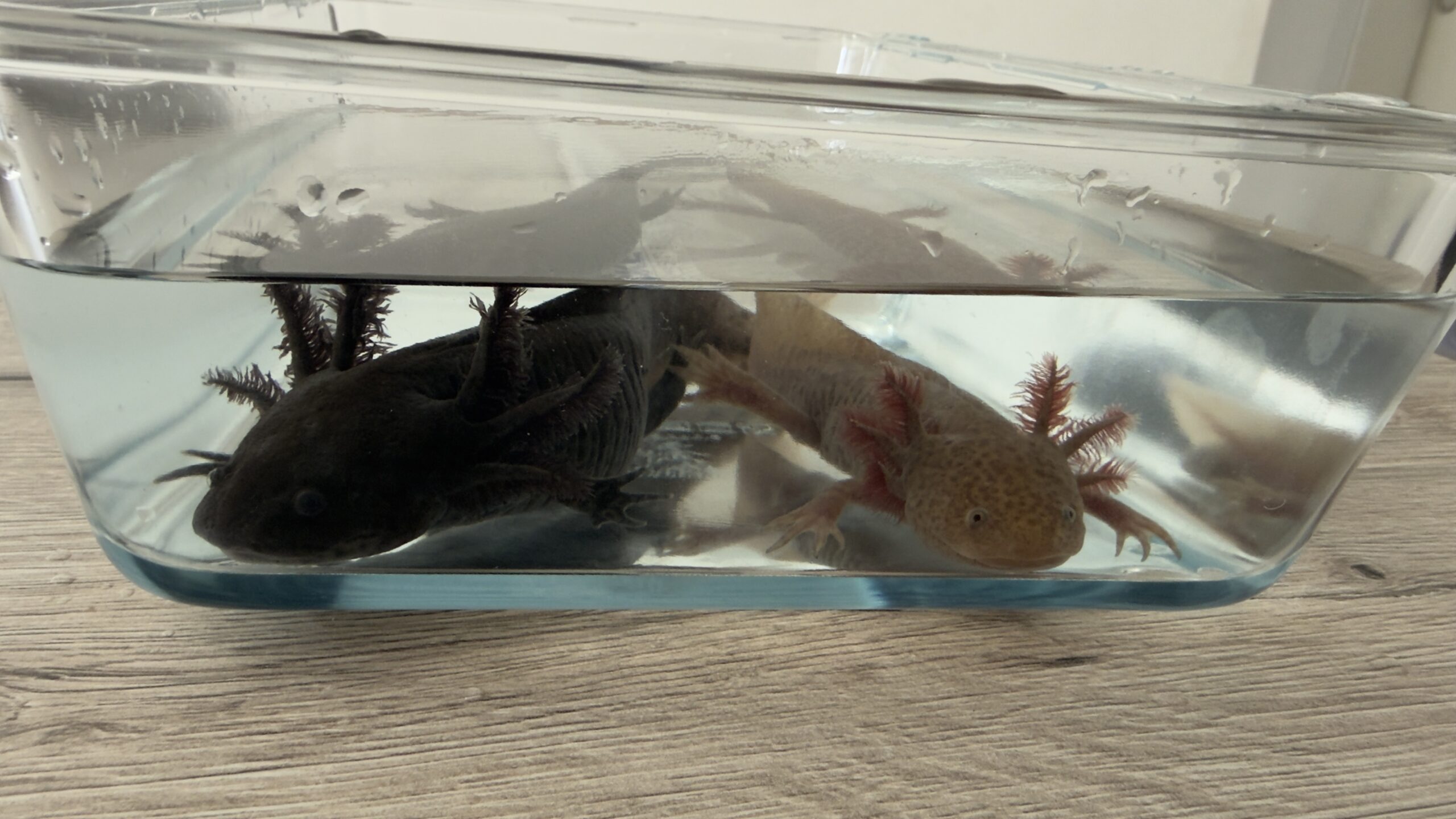 4 von 8 Axolotl suchen ein neues Zuhause