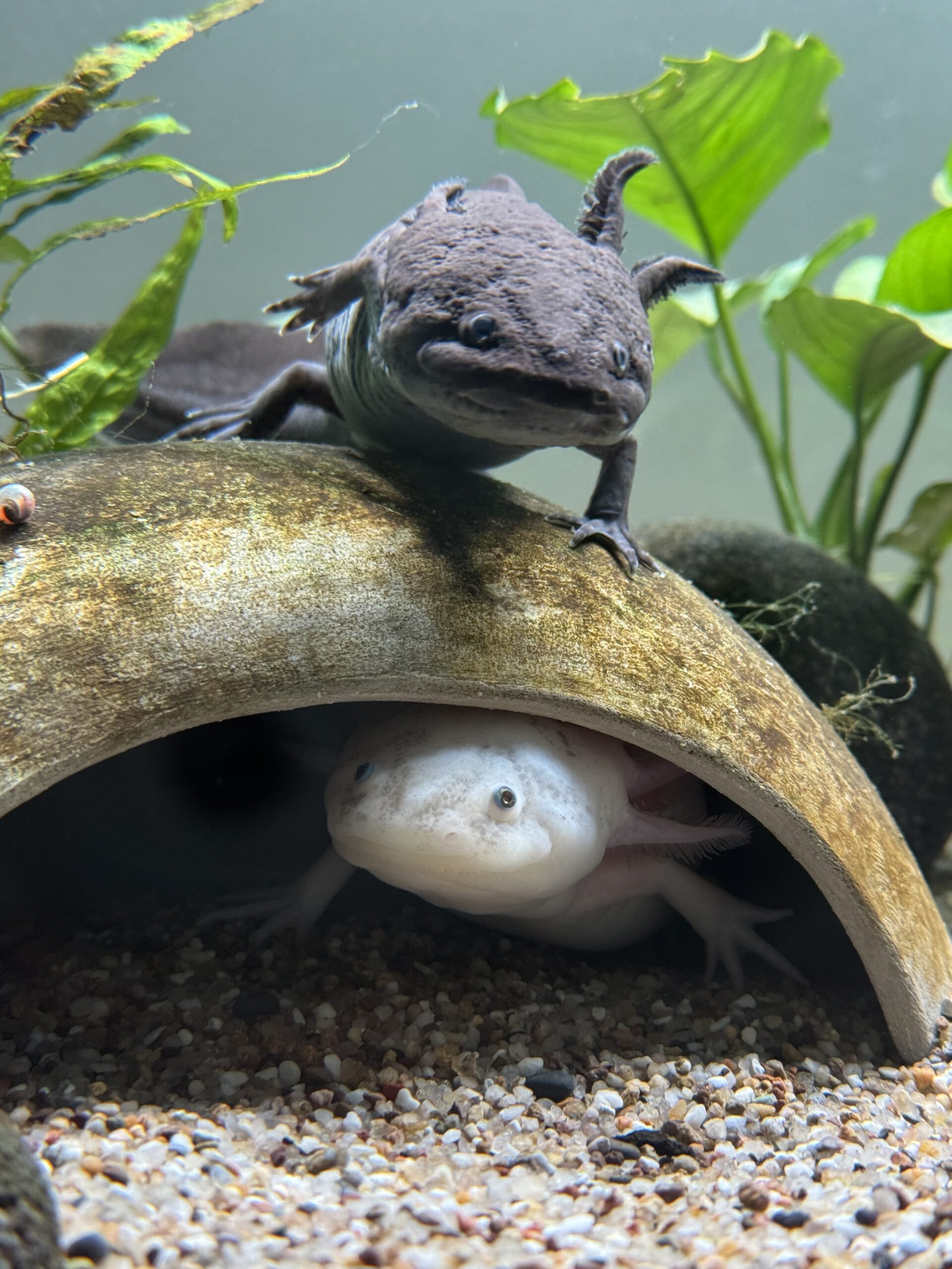 Axolotl Männchen und Weibchen