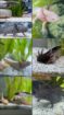 8 Axolotl suchen ein neues Zuhause