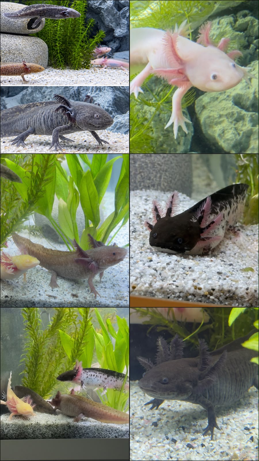 8 Axolotl suchen ein neues Zuhause