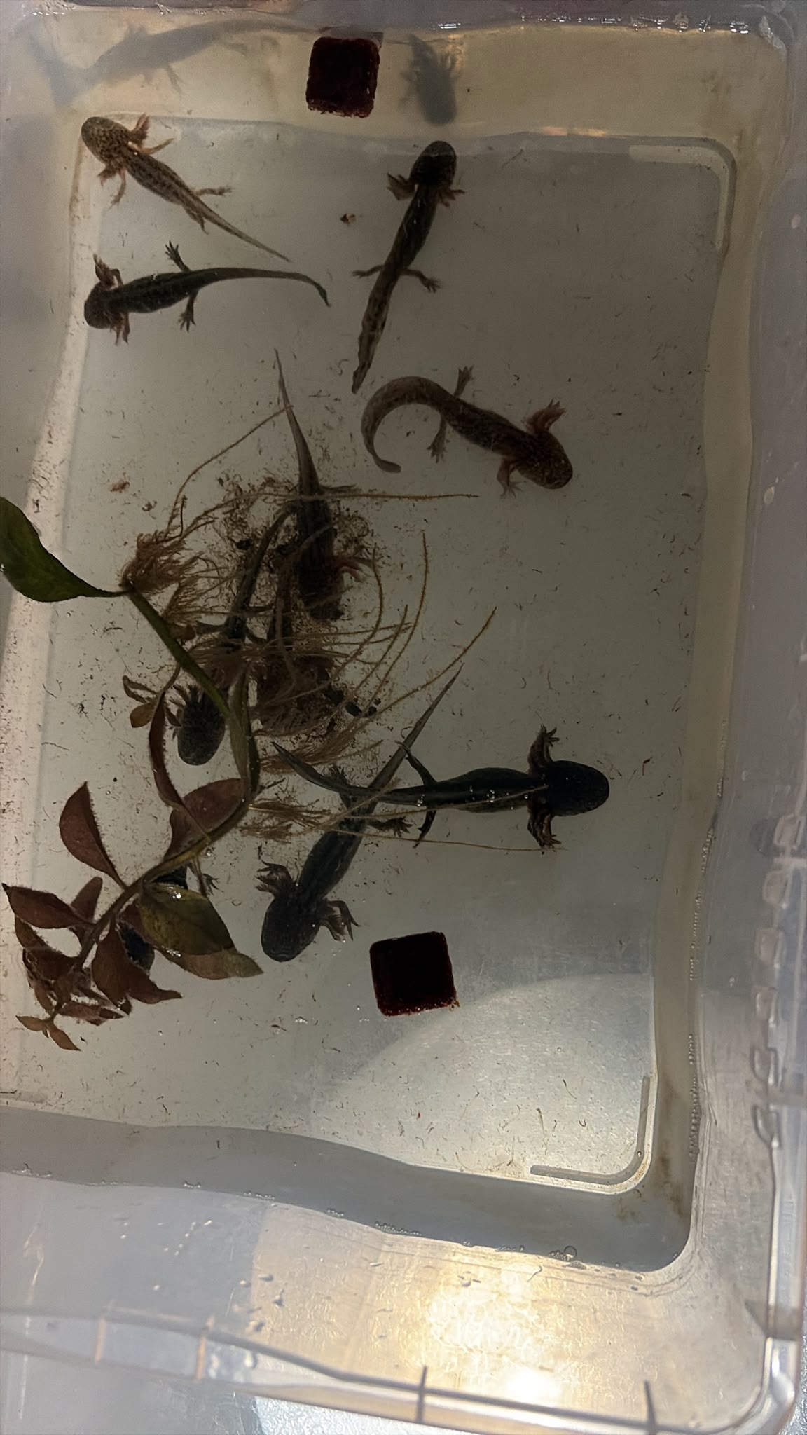 Axolotl nachzucht