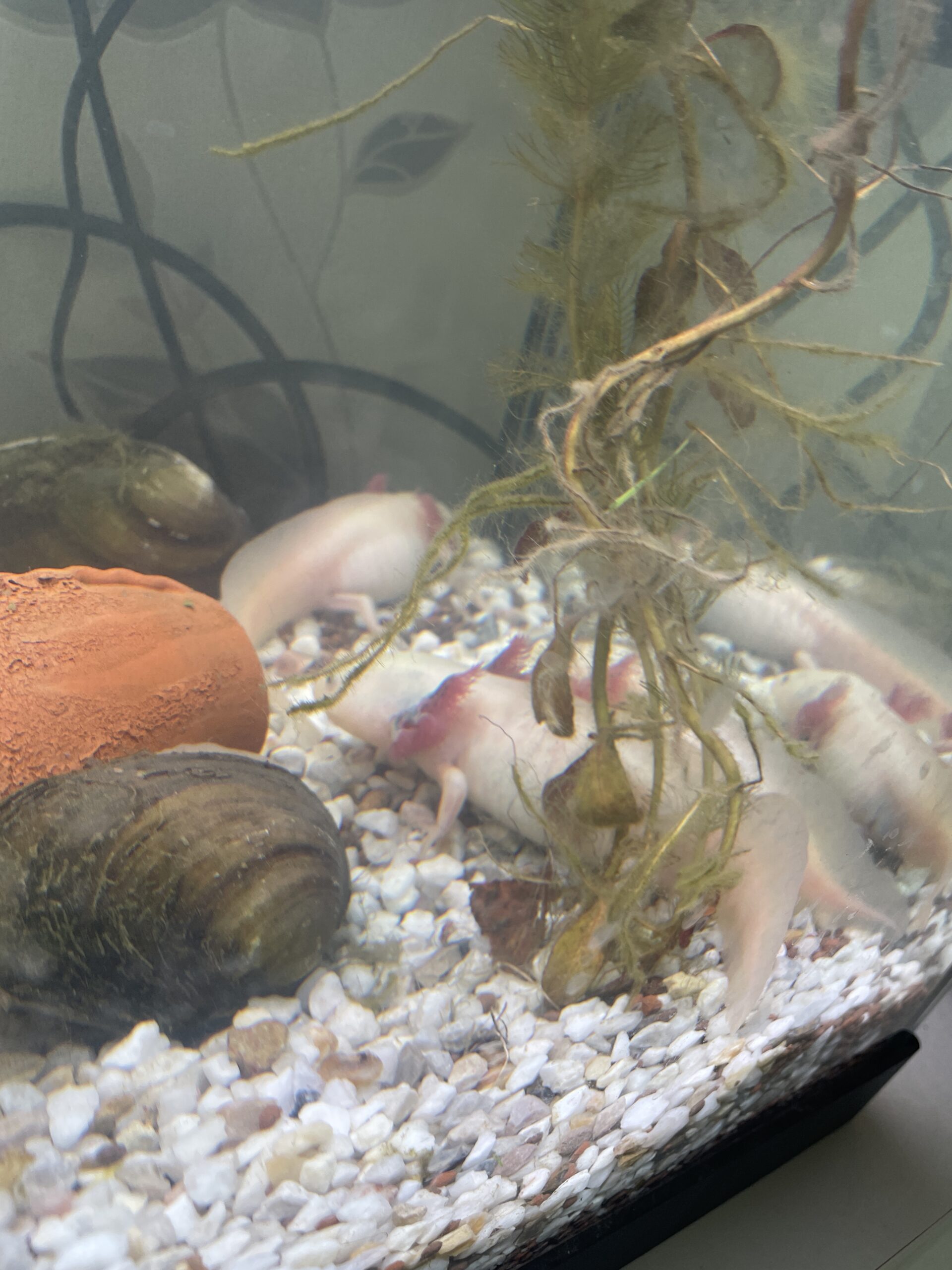 Axolotl nachzucht