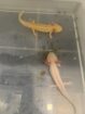 4 Axolotl abzugeben