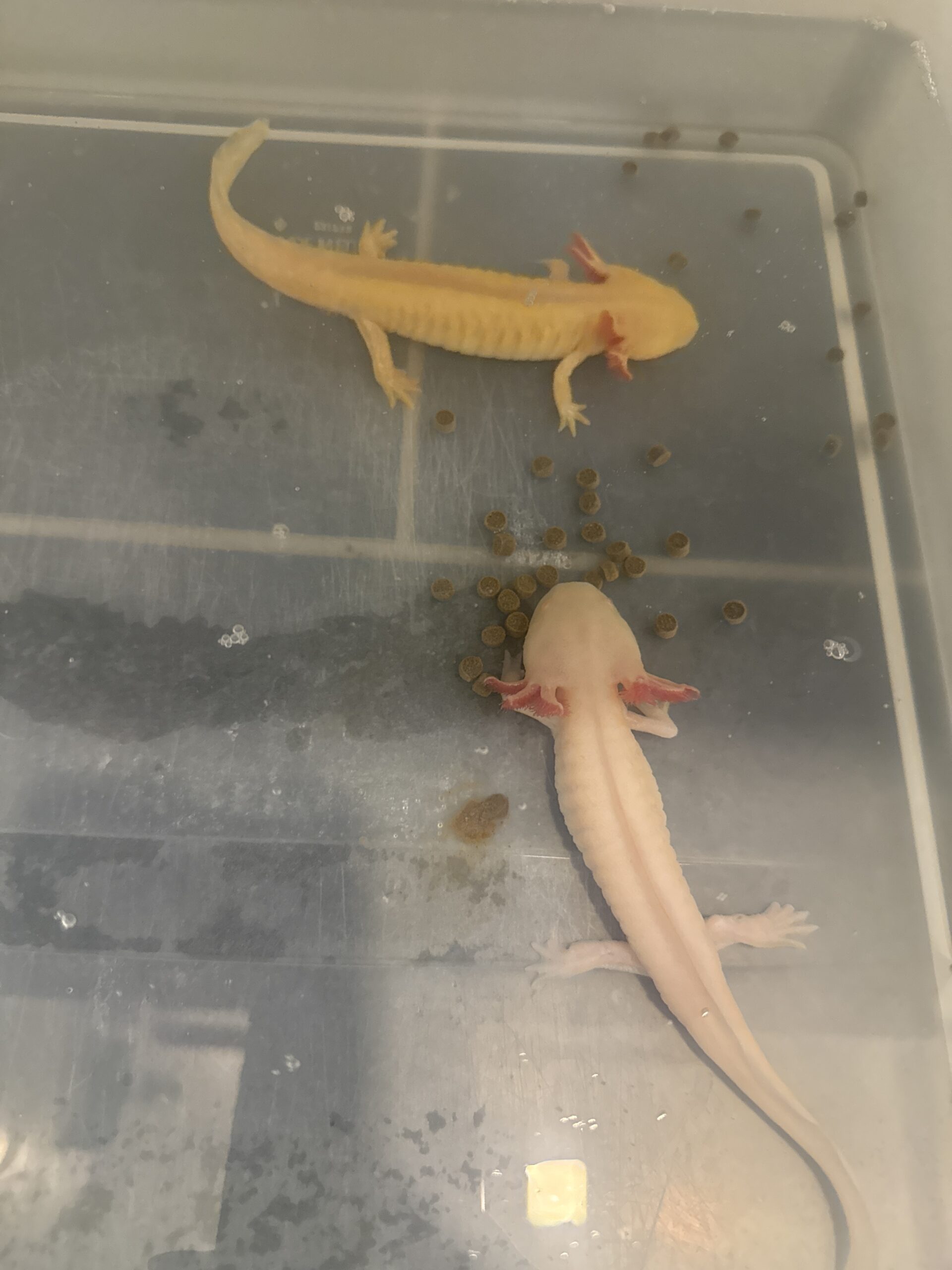 4 Axolotl abzugeben