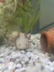 Axolotl nachzucht
