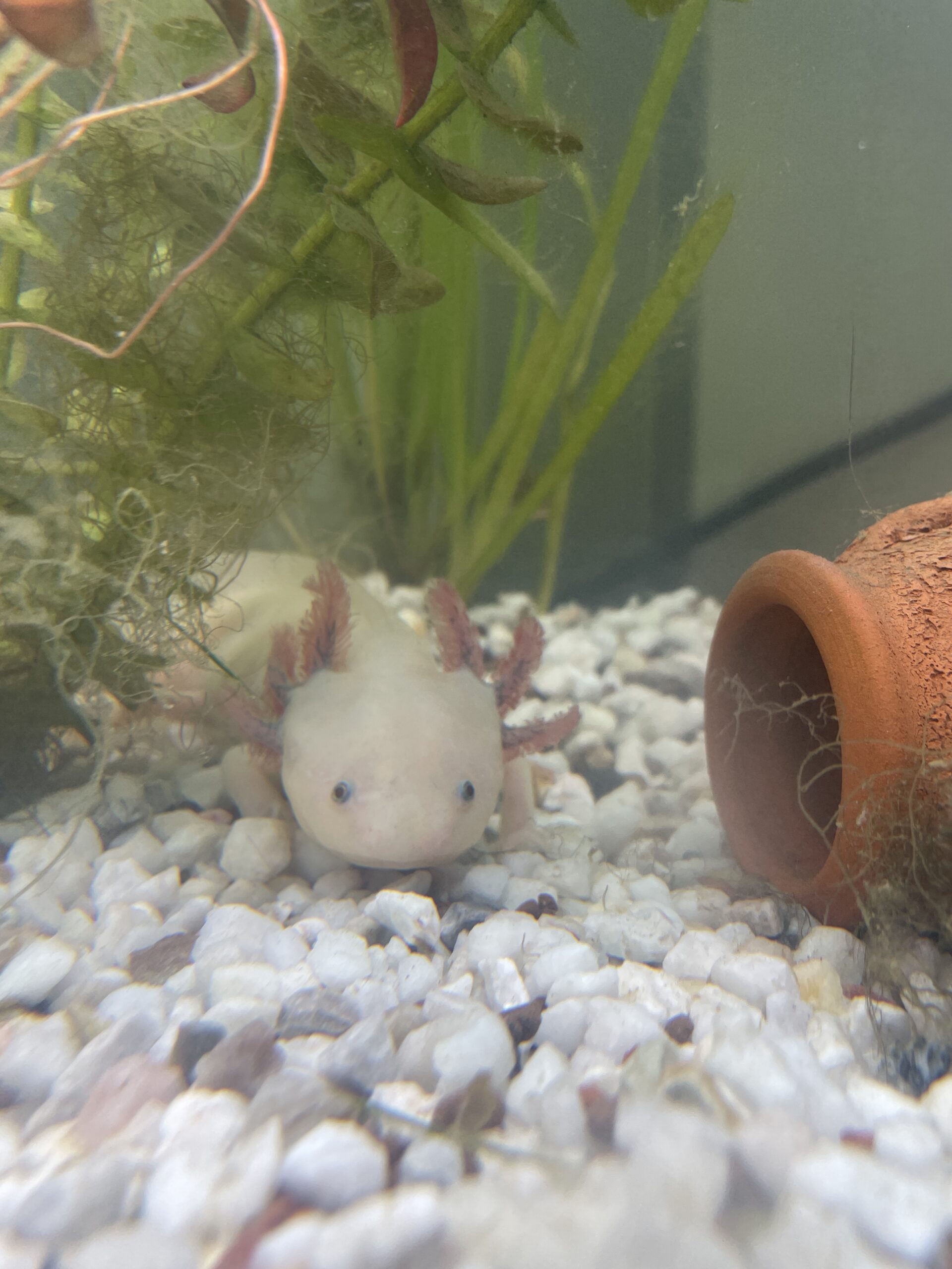 Axolotl nachzucht
