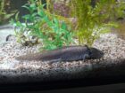 2 Axolotl
