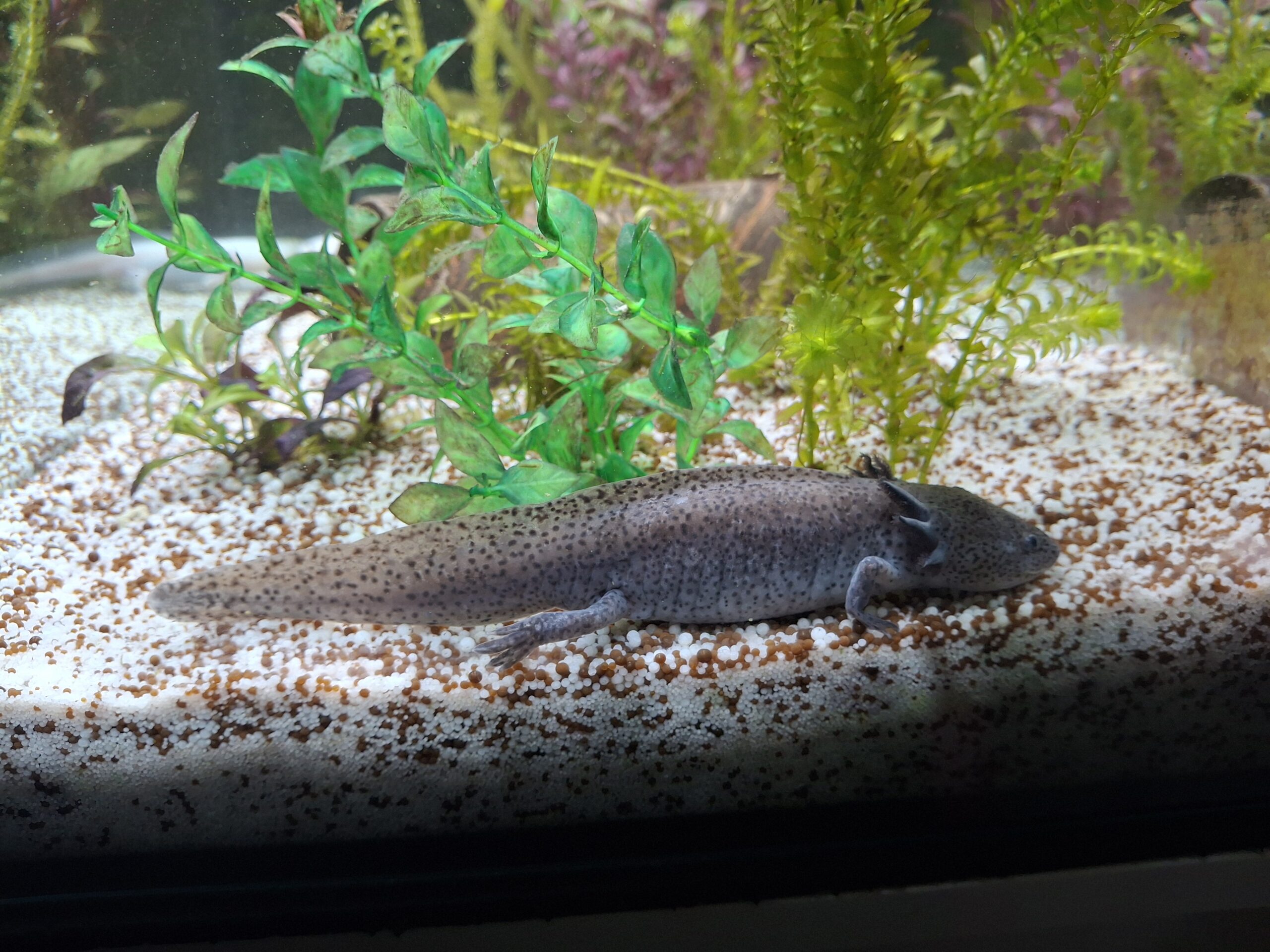2 Axolotl