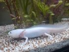 2 Axolotl
