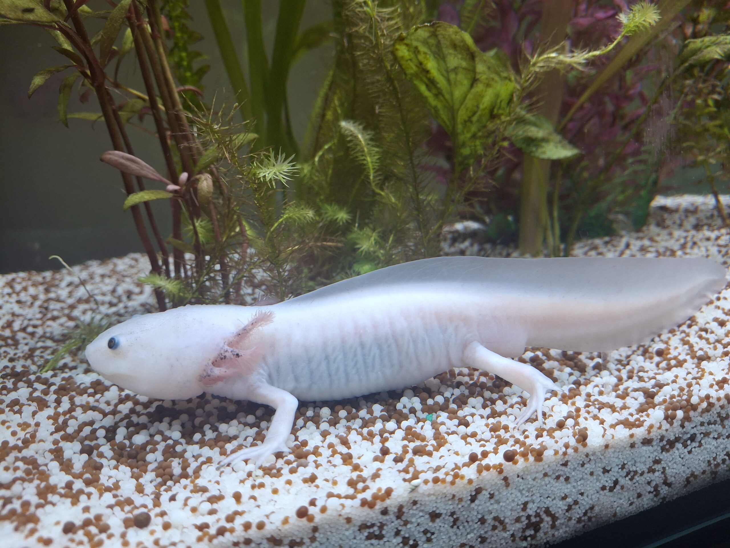 2 Axolotl